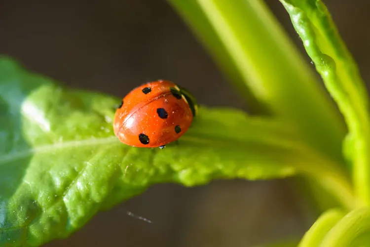 Coccinelle