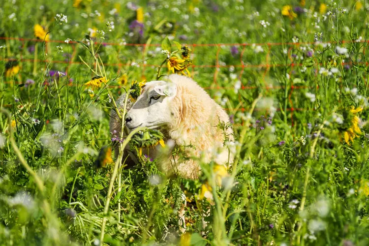 Mouton dans un champ