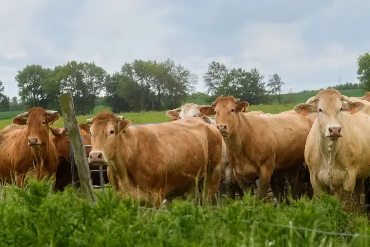 Koeien in een weiland