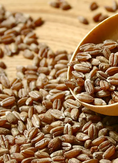 Spelt