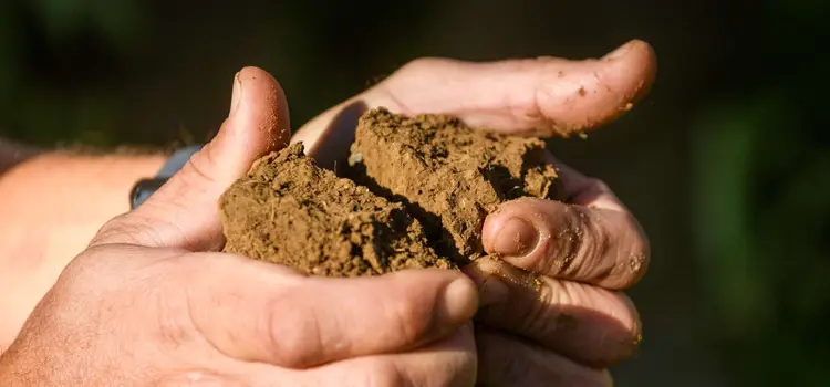 Motte de terre dans les mains