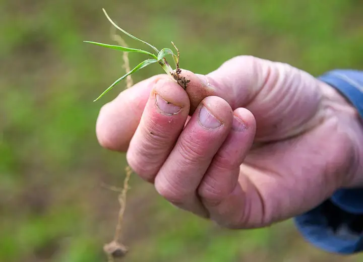 CultivAé