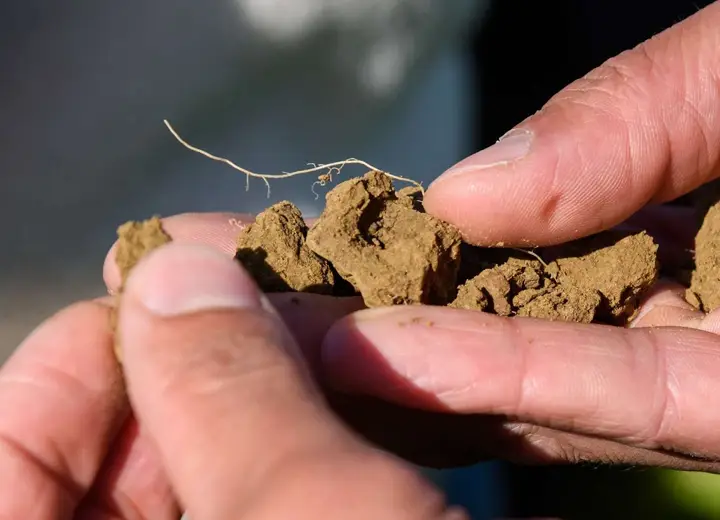 CultivAé