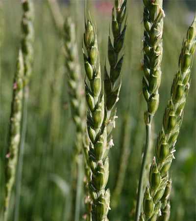 Biologische spelt