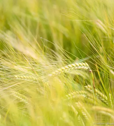 Biologische brouwgerst