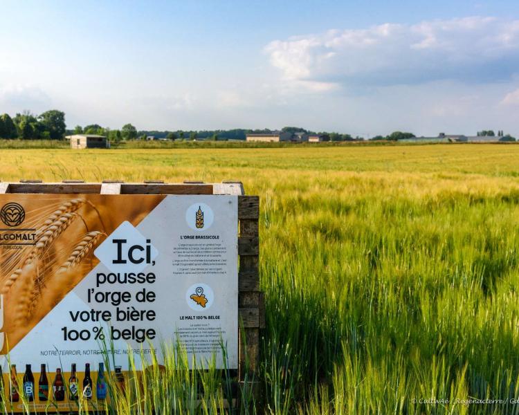 C'est planté près de chez vous : De l'orge à la bière